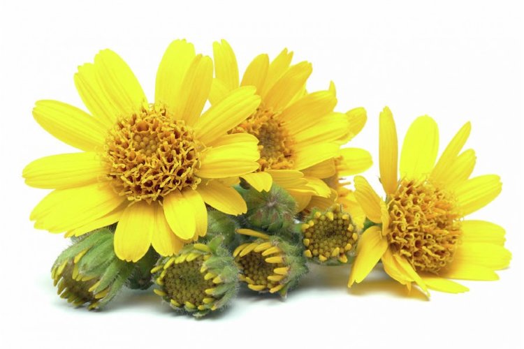 Масло арники эфирное